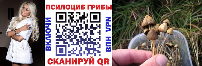 продажа наркотиков  Петропавловск-Камчатский  Псилоцибиновые грибы Magic Shrooms 